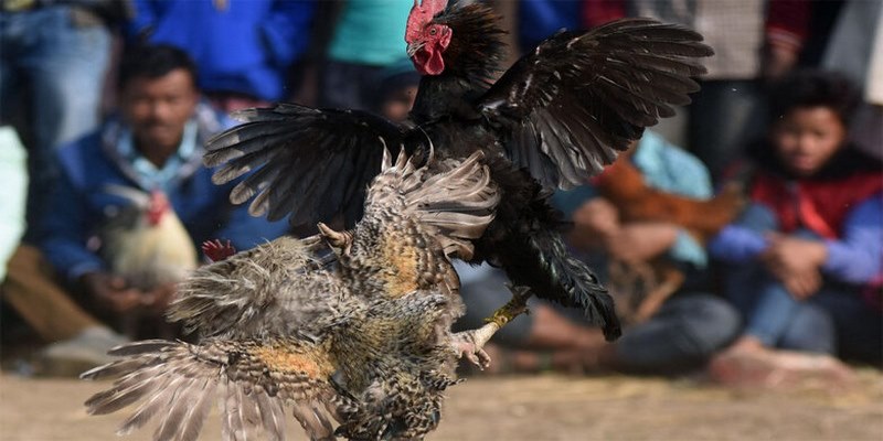 đá gà cựa sắt