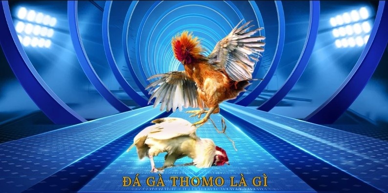 Khám phá về loại hình đá gà Thomo hấp dẫn